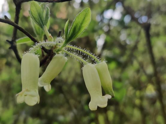 Several dangling pale yellow flowers. Their stems each boast hundreds of tiny hairs.