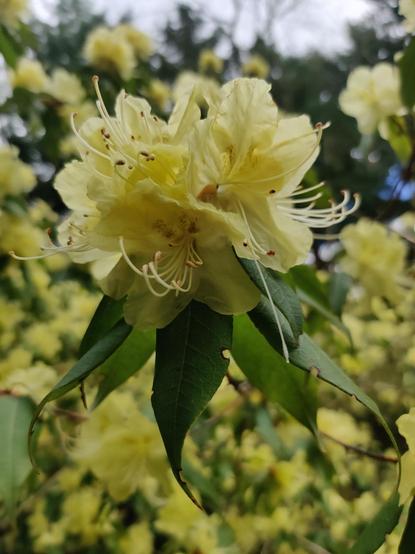 A big yellow happy rhododendron, with many more out of focus in the background.