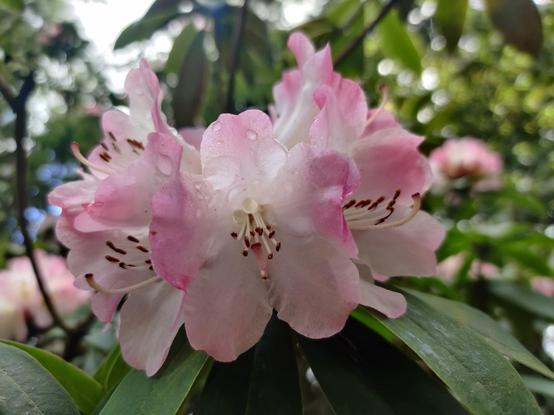 A blushing pink rhododendron. Drops of rain can be seen on some of the petals, like clear gems.