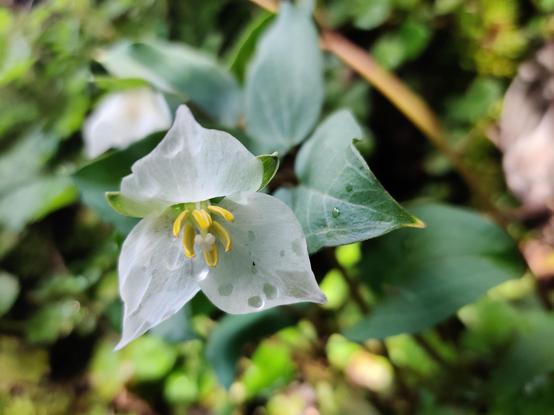 A trillium plant shares a view of water droplets through its thin pale petals.