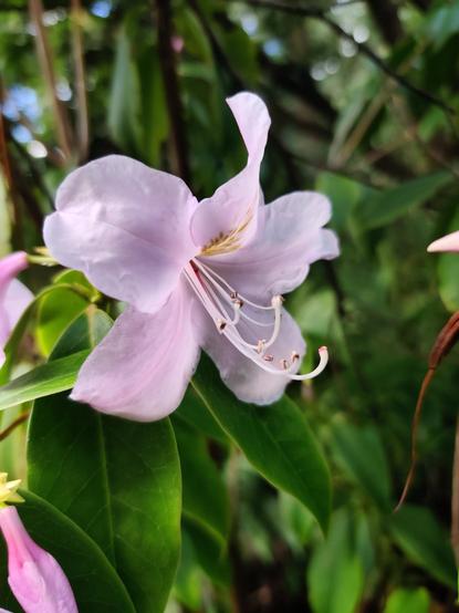 A delicate pink flower sticks out its curling stamen cheekily.