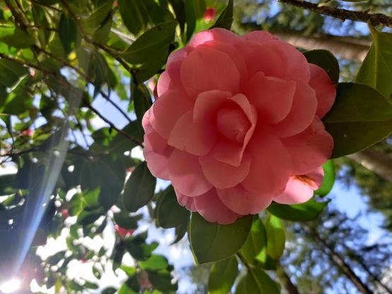 A big soft pink Camelia, lookin' fine.