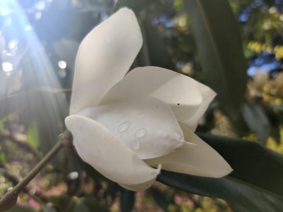 A large white blossom considers opening up a bit further. Maybe tomorrow. Me too, big flower. Me too.