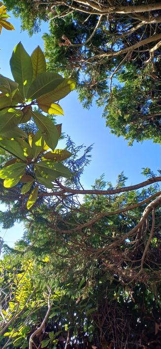 Lecture sous les arbres