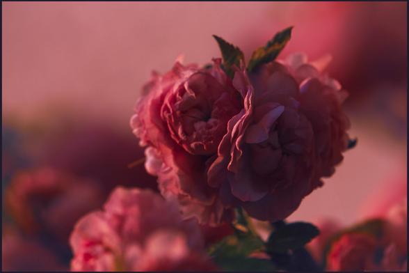 Motiv:
Nahaufnahme einer gefüllten rosa Blüte (Mandelblüte) im Vordergrund. Einzelne Blütenblätter und kleine grüne Blätter sind deutlich zu erkennen. Weitere unscharfe Blüten befinden sich im Hintergrund.

Stimmung & Wirkung:
Das Bild erzeugt eine ruhige, intime Atmosphäre. Der Fokus auf eine einzelne Blüte in weichem Licht vermittelt Konzentration und Zurückgezogenheit.

Technische Details:
Farbe: Dominante Rosatöne mit weichen Übergängen ins Rötliche und Violette. Vereinzelte grüne Akzente durch Blätter.
Schärfentiefe: Geringe Schärfentiefe. Der Fokus liegt auf der zentralen Blüte. Der Hintergrund ist stark unscharf.
Lichtverhältnisse: Weiches, gerichtetes Licht von links. Subtile Schattenführung. Das Licht wirkt warm und streifig.