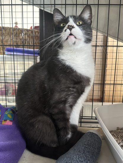 A handsome tuxedo cat sitting with good posture