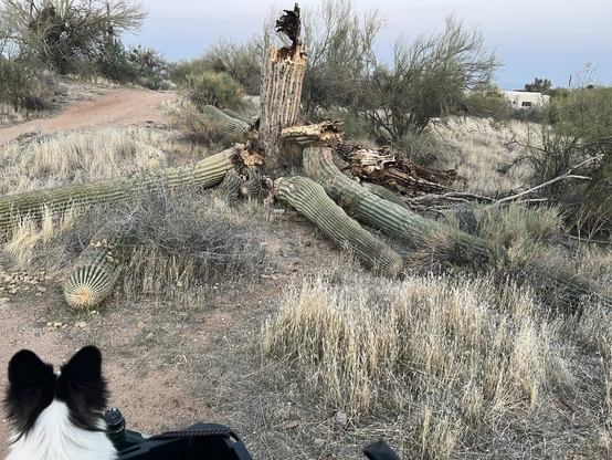 Old saguaro cactus with a damaged base had a structural failure where all the arms fell off.