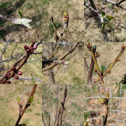 A montage of 9 photos showing fruit tree buds and leaf growth. Starting in the upper left, going left to right, A Jonathan Apple with silvery and green leaf, Bosc Pear wit a bit of a bursted bud and green/brown showing, Gravenstein Apple silvery and green leaves, Apricot with red buds, Spitzenburg Apple with quarter inch green tip, Imperial Epineuse Plum with swelling brown/green buds, Peach with swelling buds plus small green leaf, Brooks Plum with swelling brown/green buds, Comice Pear with crinkled leafed bud that is green/red.