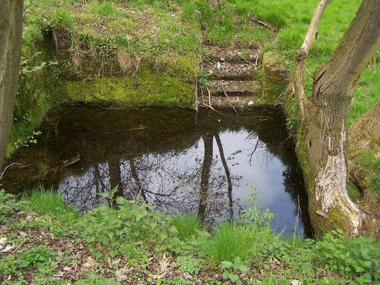 What once was a basement to a home is now a small, mossy-lined pool with stone steps, surrounded by trees and greenery.