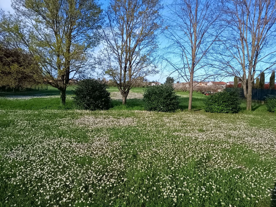 Photo of a field of daisies and trees that are budding, it's spring.