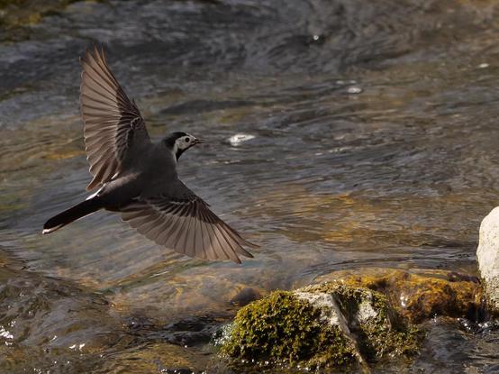 Eine Bachstelze mit weit ausgebreiteten Flügeln im Flug  knapp über dem Wasser eines  Flusses.
A wagtail flying just above the water of a river.