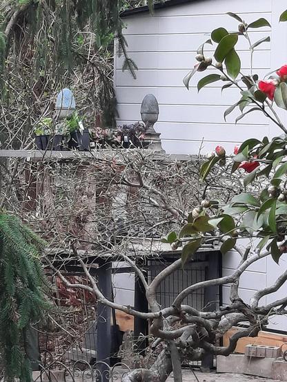 A Japanese maple screens a pitting bench.  Off to one side,  red camelia is just beginning to bloom.