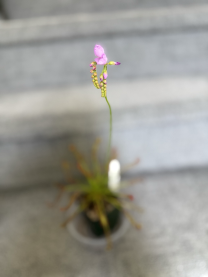 Sun dew bloom