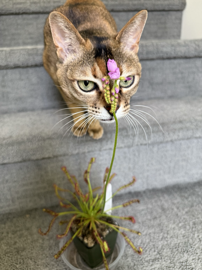 Bandit the cat curious about those sun dew blooms 