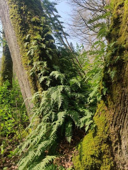 A few dozen ferns climb mossy trees near a firm in their proximate trunks.