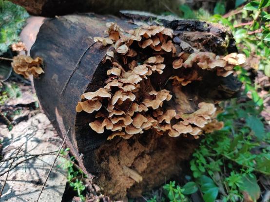 Bunches of shelf fungi cling to the cut side of a log.