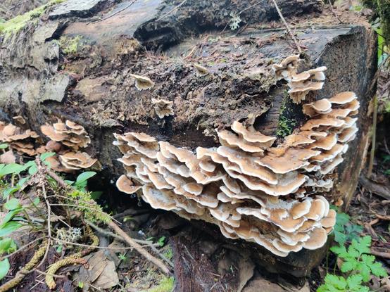 MORE shelf fungi on a DIFFERENT log.