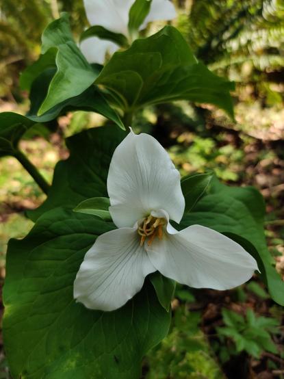 A charming little trillium plant says hi.