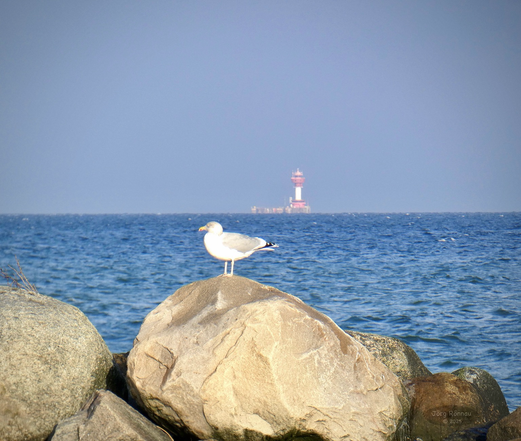 Das Bild zeigt eine Möwe, die auf einem Felsen am Meer sitzt. Im Hintergrund ist in der Ferne am Horizont ein Leuchtturm zu sehen. Der Himmel ist klar und hellblau. Das Meer ist relativ ruhig, mit sanften Wellen. Die Farben sind insgesamt eher kühl und natürlich. Die Szene wirkt ruhig und friedlich.