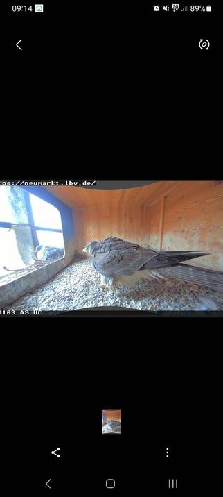 A wood pigeon nests with the peregrine falcons