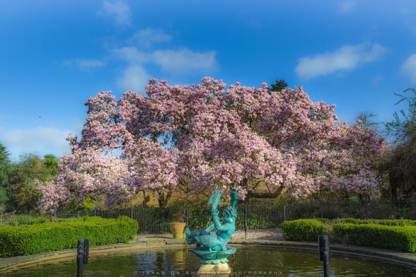 Magnolia Trees in Full Bloom at Golders Hill 