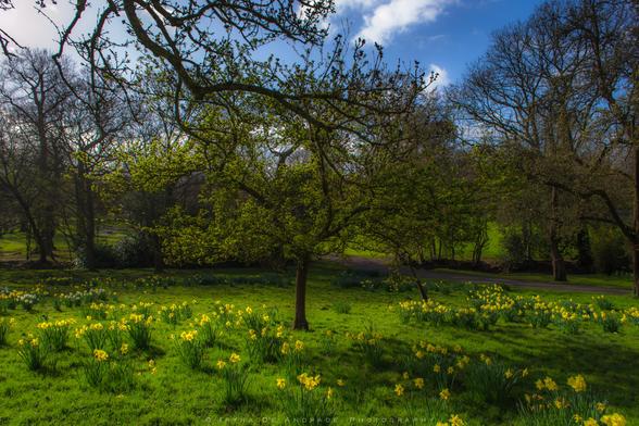 Yellow Daffodils at Golders Hill Park