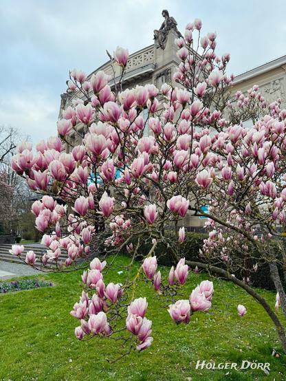 Vor dem historischen Stadttheater Gießen steht ein prachtvoll blühender Magnolienbaum, dessen zartrosa Blüten in voller Pracht leuchten. Die üppige Blütenfülle wirkt wie ein poetisches Frühlingsversprechen und steht im sanften Kontrast zur steinernen Architektur des Theaters, über dem eine ruhende Statue wacht. Der wolkenverhangene Himmel unterstreicht die stille, fast feierliche Atmosphäre dieses Moments zwischen Natur und Kultur. Im Vordergrund grünt der Rasen, gespickt mit weiteren kleinen Farbtupfern des Frühlings. Ein Bild voller Anmut, Aufbruch und stiller Schönheit.