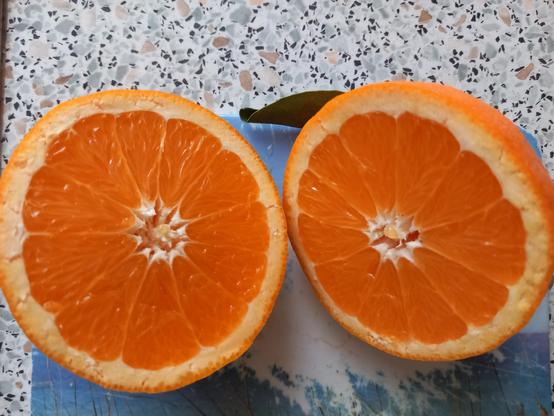 Saftige Orangen aus Spanien direkt vom Erzeuger in Valencia