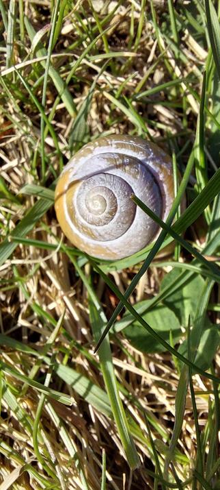 An old snail shell, previously a yellow/brown but fading in places to the pale bluey grey underneath, nestled in grass.