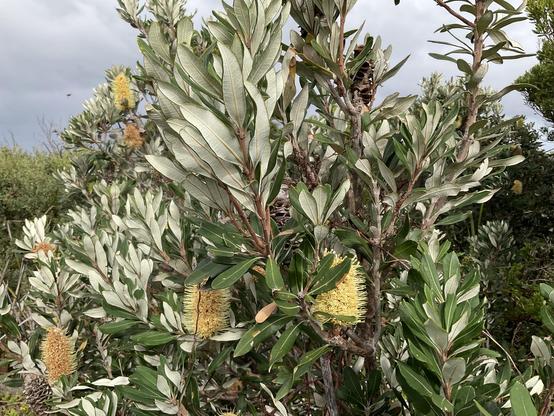 Coastal Banksia 
Large yellow flower cones with grey light green leaves.