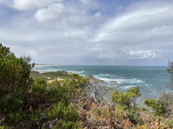 View amidst wind 💨 🌬️ swept green folliage 🍃 leaves of Banksia 🌳 trees 🌲 from headland across Shelly Beach blue green 🌊 sea waves crash white foam on granite Rocks reef 🪸 white clouds ☁️ in blue sky with grey rain 🌧️ clouds 🌧️ in distance 