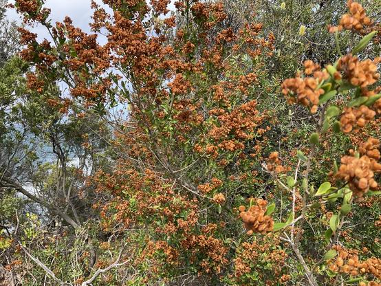 Dry brown leaf 💐 flowers on bushes above sea-salt sprayed beach-side cliffs overlooking wind swept choppy blue sea.🌊 