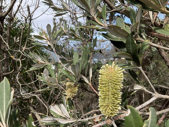 Grey and green leaves of coastal Banksia tree close up of a yellow flowering cone 

Autumn has come to the county and town 
wearing her garments of golden and brown,
Apples she brings us so ripe and red
Brings us the corn to bake our bread
Brilliant the blue of the autumn sky
See the strong wind, see the leaves fly
Glowing like lanterns the banksias gold
Bringing us joy as the days grow cold

Lanterns on the banksia tree glowing there so cheerfully
Can you keep the dark away lovely winter flowers
