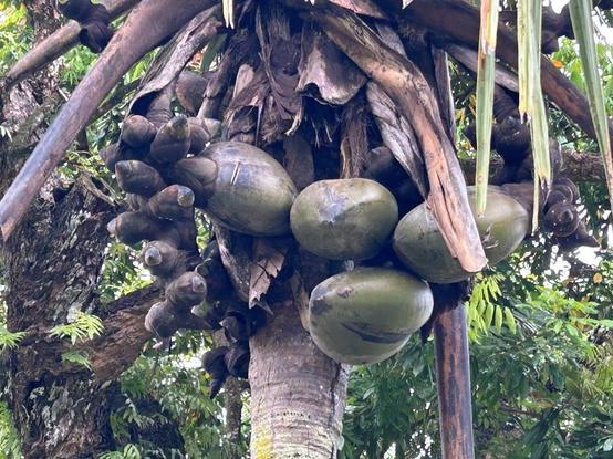 Close-up of the fruit of a Coco de Mer palm. Large green-brown balls bulge out from under brown palm leaves around the trunk.
Photo: Beate Ratter