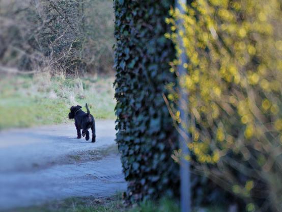 Links eine dunkelgrüne Efeuhecke, die in eine gelb blühende Forsythie übergeht.. Linls von der Efeuhecke spaziert ein schwarzer Hund über den Weg in den hellen Hintergrund hinein.
