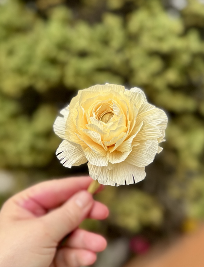 light yellow crepe oaper flower, ranunculus.