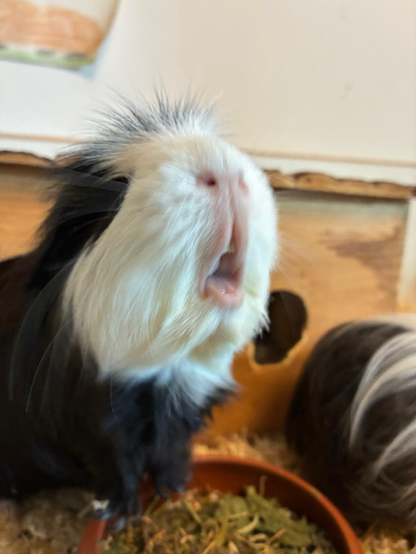 Ein schwarz weißes Meerschweinchen , dass den Mund offen stehen hat , als würde es singen.