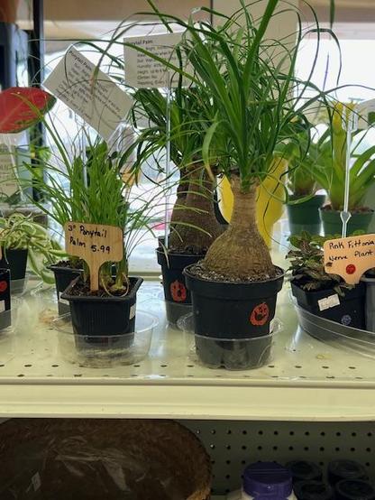 Ponytail Palm, another pet friendly plant.