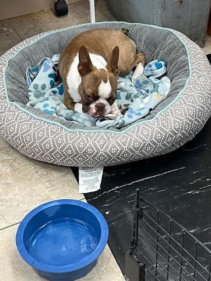 Bucky, aka the Fayetteville Plant Killer