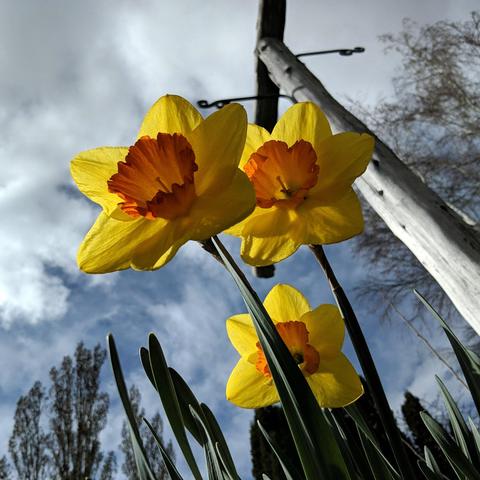 A photo showing 3 yellow with orange center daffodil blossoms from the perspective at the ground looking up. There is a post with beam beyond the flowers. The sky is cloudy with some blue patches  full of wispy clouds. There are the tops of poplar trees in the lower left and the top of a silver birch tree in the upper right. Some of the daffodil leaves protrude up from the bottom of the photo. The flowers are back lit with filtered sun.