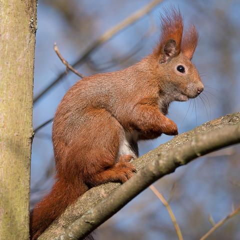 Ein Eichhörnchen sitzt in gelbem Sonnenlicht seitlich auf einem Ast. Dabei scheint es freundlich in die Kamera zu blicken 