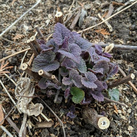 A photo showing new growth of an Anise hyssop plant. The leaves are sort of purple colored fading to green sometimes but a couple of leaves are mostly green.