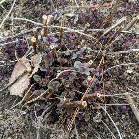 A photo showing Bergamot bee balm growing out of last years dead stems and leaves. The leaves are small and dark red/green with rounded lobed edges.
