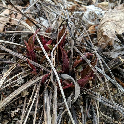 A photo of purple coneflower plant starting to grow. It's leaves are red and spiky looking emerging from last years dead leaves and stems that remain.