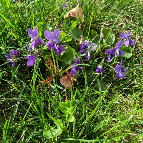 A photo showing about a dozen wood violet blossoms. The flowers are sort of purple colored. They are Viola Odorata. They are growing in a grass lawn.