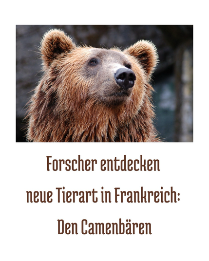 Forscher entdecken neue Tierart in Frankreich: den Camembären