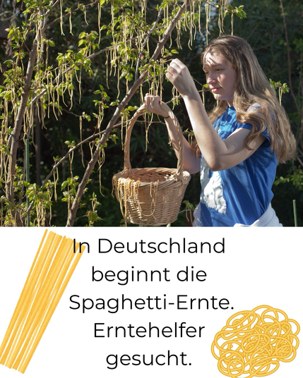 In Deutschland beginnt die Spaghetti-Ernte. Erntehelfer gesucht 