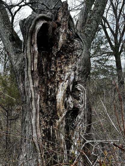A wraith of a tree, wounded and wrecked throughout its wide trunk, holds up two arm-like branches in an act of warning or intimidation, a black hole like a hooded face staring sightlessly at the viewer.