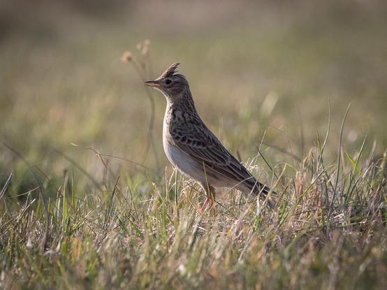 Eine Feldlerche im Gras, von der Seite fotografiert