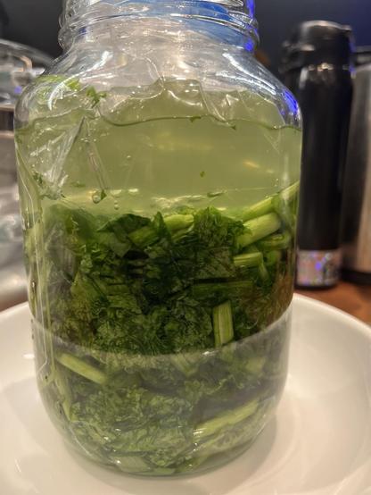A jar filled two-thirds of the way with chopped mustard greens, onions and garlic submerged in brine and a water plug (bag willed with more brine) to keep the greens submerged. 5 days of fermentation will bring out the spiciness of the mustard greens with a tang from the fermentation.